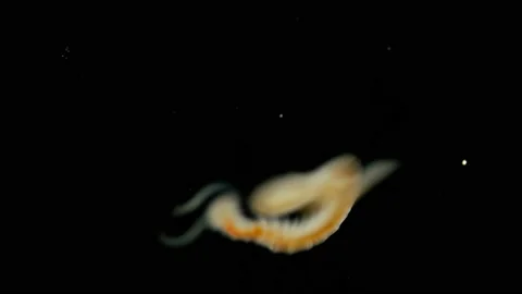 Worm Polychaeta under microscope, Annelida class, family Spionidae, live in Stock Footage 123213055