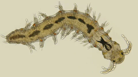 Worm Polychaeta under a microscope, family Nerillidae Stock Footage 122043359