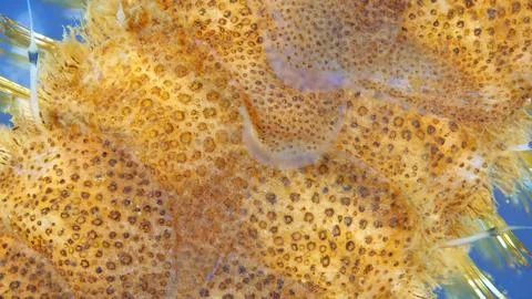 Worm Polychaeta under microscope, Polynoidae family. Visible shield-like sc.. Stock Photos