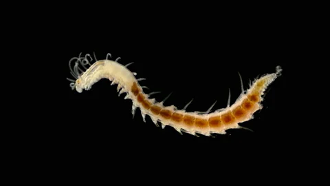 Worm Polychaeta under a microscope, Syllidae family, differs in others by the Video stock 139920198