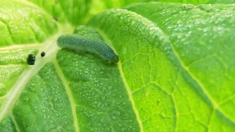 A worm poo on the leaf. Stock Footage 305371324