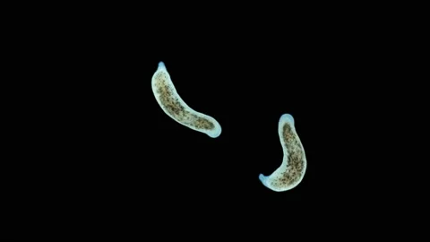 Worm Porfirievia sp. under the microscope. Families Protomonotresidae, Endemic Stock Footage 142063040