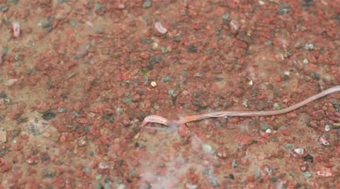 Worm in puddle Stock Footage 31744868