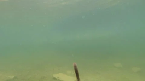 Worm Quickly Swims Away From the Camera in a Swamp Water Stock Footage 60447866