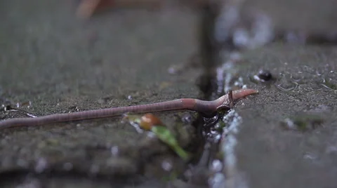 Worm in the Rain - Macro Slow Motion Stock-Footage 54056466
