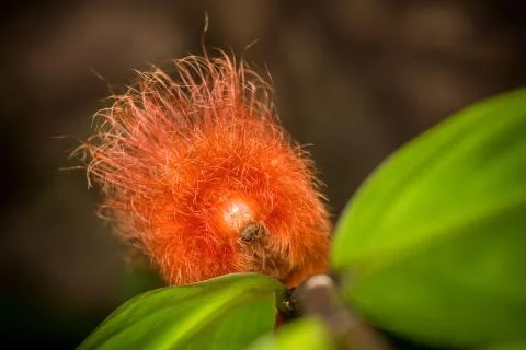 Worm red fur Stock Photos