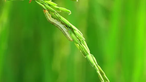 Worm on a rice paddy 스톡 동영상 290472858