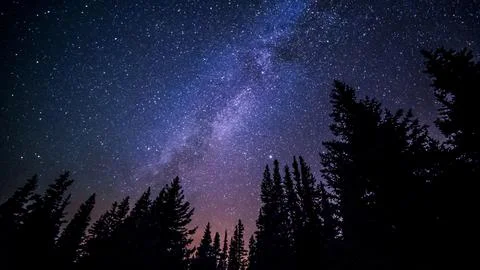 Worm s Eye View of Trees at Night Time Stock Photos