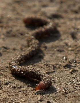 Worm on sand surface Stock Photos