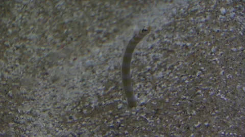 Worm In The Sand Underwater Stock Footage 19079069