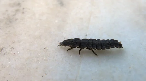 A worm scrambles in outdoor Stockbeeldmateriaal 68026831