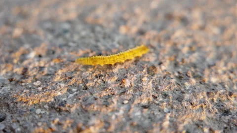 Worm search right direction on floor Stock Footage 133943391