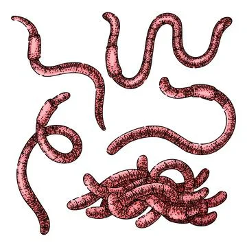 Worm set sketch hand drawn vector Stock Illustration