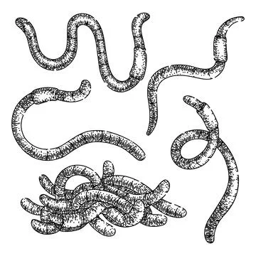 Worm set sketch hand drawn vector Stock Illustration