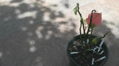 Worm shadow on the leaf 스톡 동영상 11022901