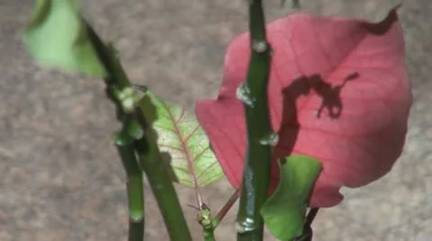 Worm shadow on the red leaf 스톡 동영상 11022931