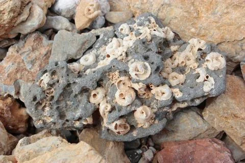 Worm shape sea shells on a stone Stock Photos