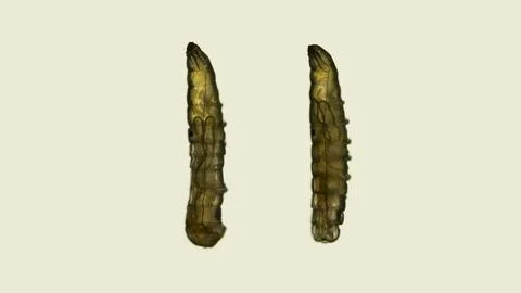 Worm-shaped larva under a microscope, order Diptera. Foto stock