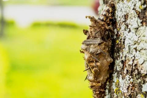 Worm with shell climbing on tree isolated Stock Photos