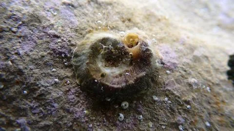 Worm shell or worm snail (Dendropoma lebeche) undersea, Ligurian Sea Foto stock