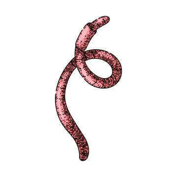 Worm sketch hand drawn vector Stock Illustration