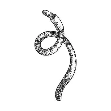 Worm sketch hand drawn vector Stock Illustration