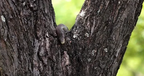 A worm snake crawling on tree bark Stock Footage 315293495