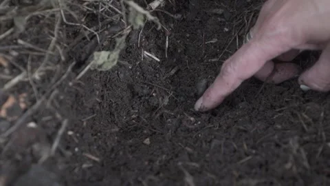 Worm in the soil Stock Footage 266924279