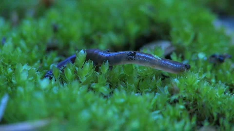 Worm stirs in the grass Stock Footage 124695