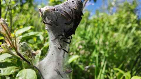 Worm in the temperate rainforest Stock Footage 314796246