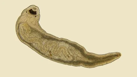 Worm Tetrastemma sp. under a microscope, phylum Nemertea, family Tetrastemm.. Foto stock