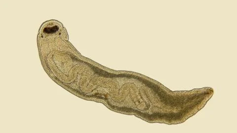 Worm Tetrastemma sp. under a microscope, phylum Nemertea, family Tetrastemm.. Stock Photos