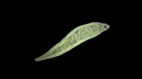 Worm Tetrastemma sp. under a microscope, phylum Nemertea, family Tetrastemm.. 库存照片