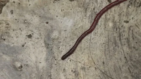 Worm on Textured Concrete Surface Stock Footage 306440265