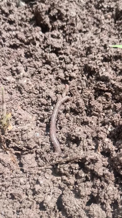 Worm Timelapse Stock Footage 276720221