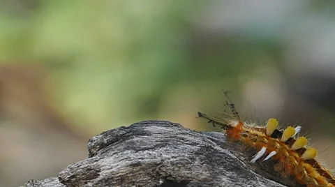 A worm on tree branch. Stock-Footage 65211907