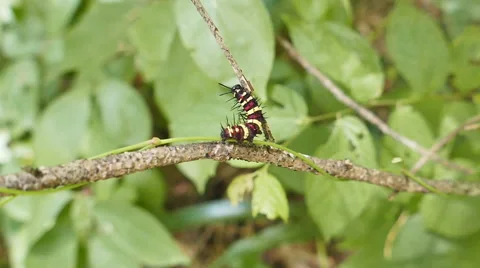 A worm on tree branch. Stock Footage 65212352
