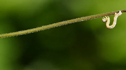 A worm on a tree branch. Video stock 65212983
