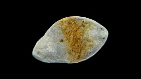 Worm Turbellaria under a microscope Fotos Stock