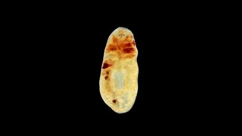 Worm Turbellaria under a microscope, Suborder: Maricola, Order: Tricladida,.. Stock Photos