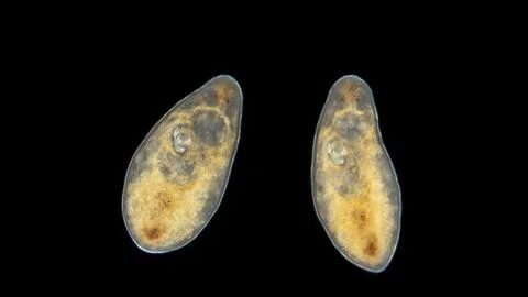 Worm Turbellaria under a microscope, a type of flatworms are free-living, b.. Stock Photos