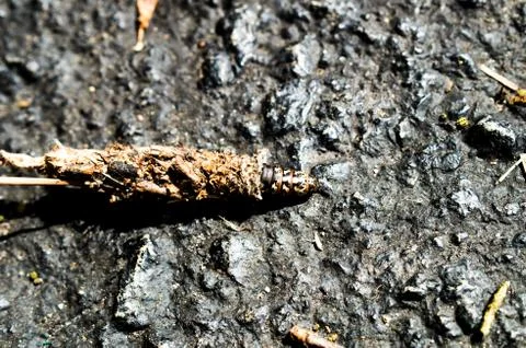 Worm type bug on the ground Stock Photos