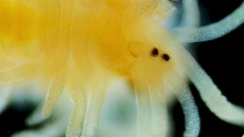 Worm under the microscope, family Syllidae. Close-up of the head in the video. Stock Footage 340773567