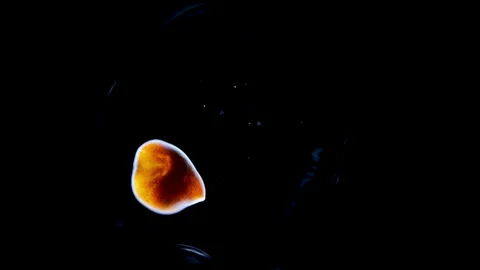 Worm under the microscope, Platyhelminthes phylum. The species is not defined. Stock Footage 340775801
