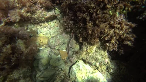 Worm underwater with many legs | Stock Video | Pond5