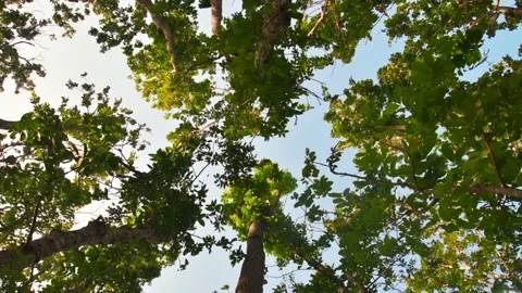 Worm view of trees leaves blown by the wind Stock Footage 152190998