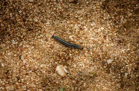 Worm walking in the desert Stock Photos