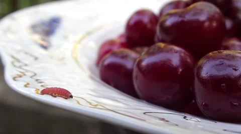 Worm walks by cherries put on a plate on the table Stock Footage 60056766