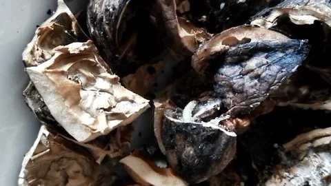 Worm in walnuts Stock Footage 86489986