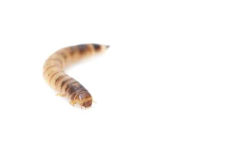 Worm on white background. macro Stock Photos